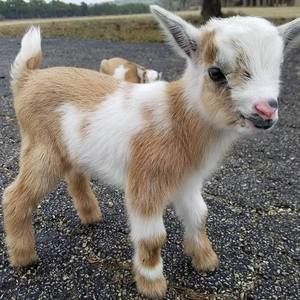 Meet your Posher, Dora